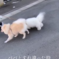 男性の横を通り過ぎていく2頭の犬