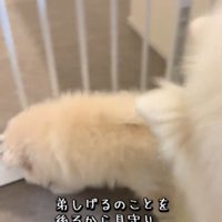 歩く犬3