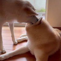 可愛いお嫁さんと一緒です