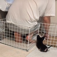「わんこたちの気持ちを知りたい」