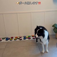 飼い主さんを呼び続けるサンゴくん8