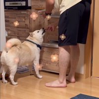 何かをお願いしに来たごん太くん9