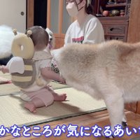 仲間に入れてほしい！