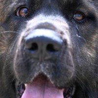 正真正銘、レオンベルガーです