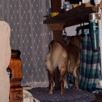 夜のチェックも欠かさない