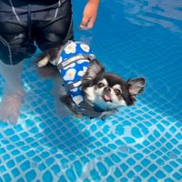 プールで浮かぶ犬