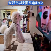 テレビの前で立ち上がって画面を見つめる犬