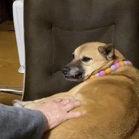 お母さんだと大丈夫