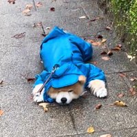 うつ伏せになって飼い主を見つめる犬