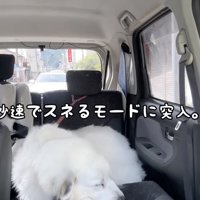 スネちゃった！