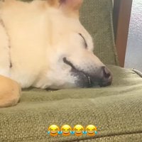 眠る保護犬