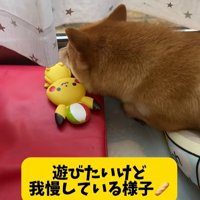 直ったおもちゃに寄り添って寝る柴犬