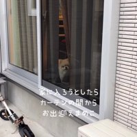 カーテンの間から出迎えるポメラニアン