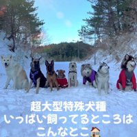 大型犬多頭飼い！！