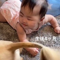 赤ちゃんの顔の前でしっぽを振る犬