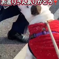 見上げる犬