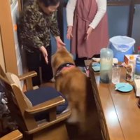 双子のおばあちゃんに駆け寄る大型犬