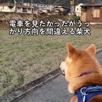 見続けるあお君