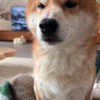 報告を受けて寂しそうな柴犬