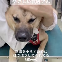 診察台で緊張気味のうーらんくん