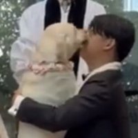 新郎の顔をなめる犬