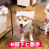 お散歩も業務のひとつです