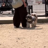 声に気づいた様子の犬