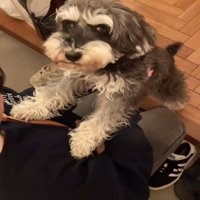 こちらを見る犬