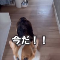 スリッパを取りに行こうとする飼い主