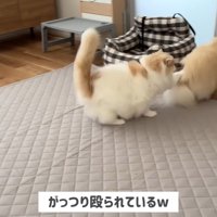 猫パンチ炸裂！！