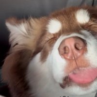 舌を出す琥珀くん