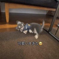 横向きに転がる犬1