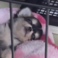 目を開けて眠る犬