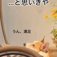 前を見つめる犬