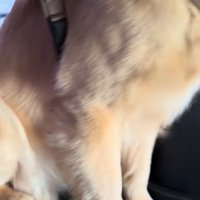 車の中のごん君