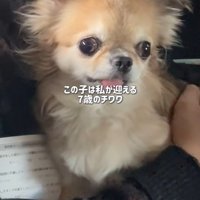 シアルちゃんを迎えた日