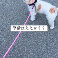 お散歩中のサフランちゃん