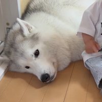 静かに遠くを見つめる犬