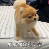 何かを訴えるむぎちゃん4