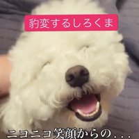 目を細めて笑う犬