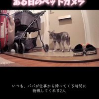 玄関で待機中のぷく君ともち君