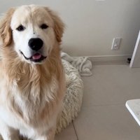 座っている大型犬