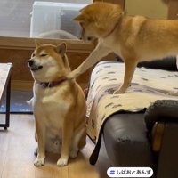 「ヴ～」と唸るしばお君