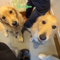 客人を見つめる2頭の犬