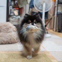 ぬいぐるみ