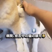 犬の足元に隠れる猫