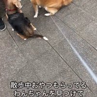 おやつをもらうワンコとポポちゃん3