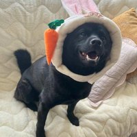 母作の衣装を着る信玄くん7