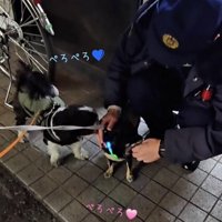 手を舐め続ける犬たち