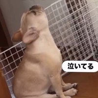ママさん外出後のこむぎちゃん6